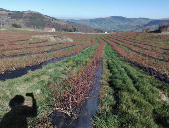 Venta Finca Rústica en Castillo Pedroso en Villacarriedo (Municipio)