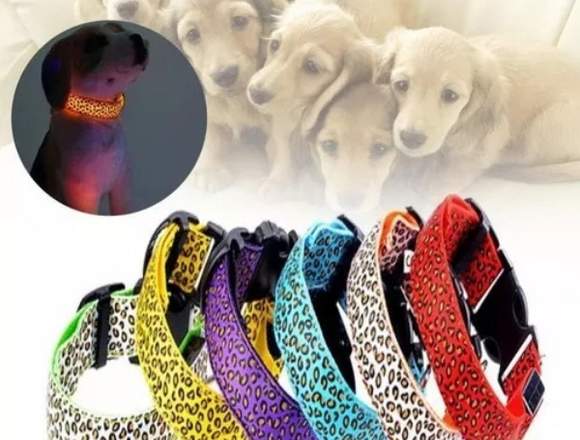 LINDOS COLLARES LED PARA PERROS en Lima (Lima 1) (Distrito)