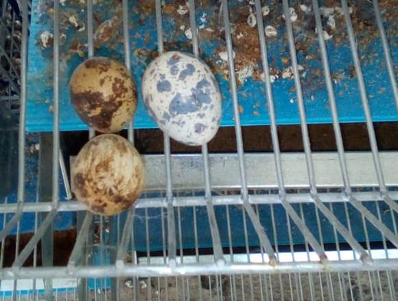 venta de huevos de codorniz por mayor