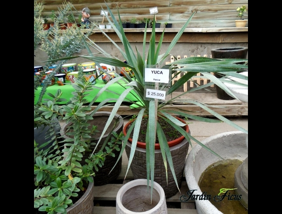 Jardin Ficus Quilpué ofrece hermosa YUCA