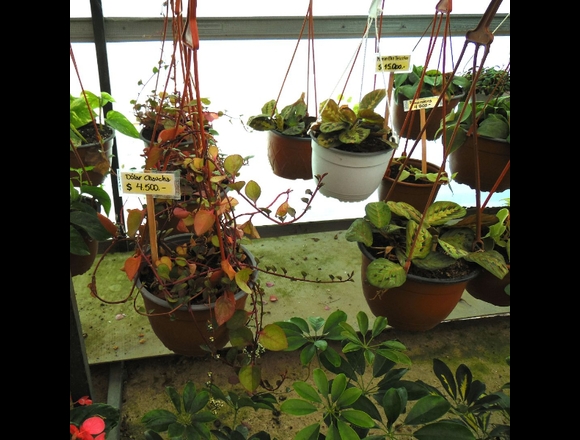 Dólar Chaucha - Jardín Ficus Quilpué en Quilpué (Comuna)