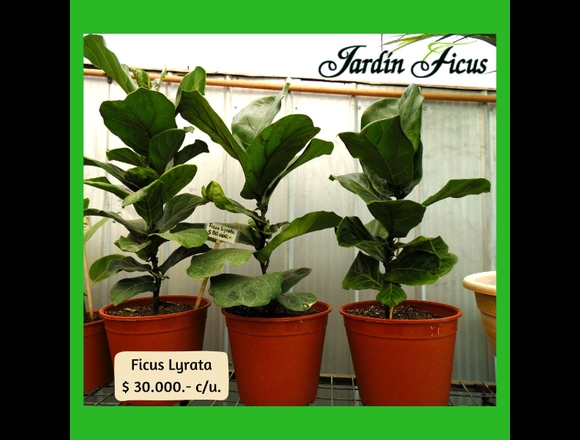 Ficus Lyrata en Jardín Ficus Quilpué