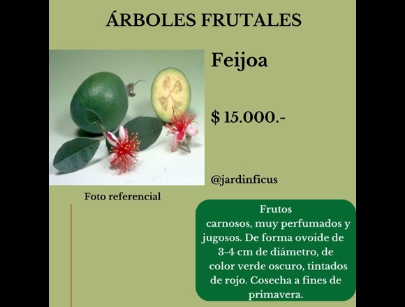 Feijoa - Árbol Frutal en Jardín Ficus en Quilpué (Comuna)