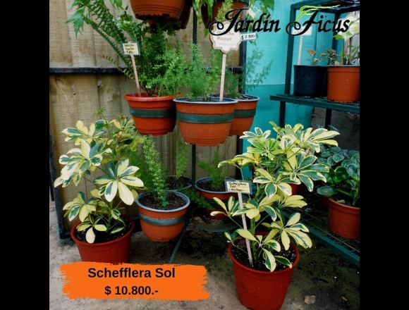 Scheffleras Sol en Jardín Ficus