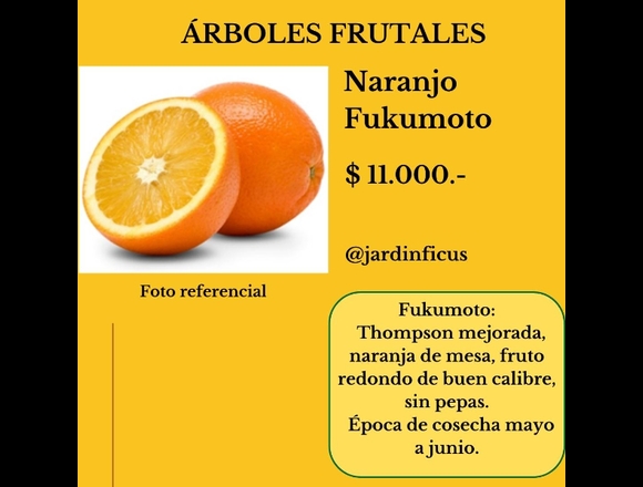 Naranjo Fukumoto - Árboles Frutales Jardín Ficus en Quilpué (Comuna)