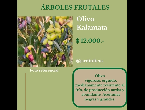 Olivo Kalamata-Árbol Frutal en Jardín Ficus en Quilpué (Comuna)