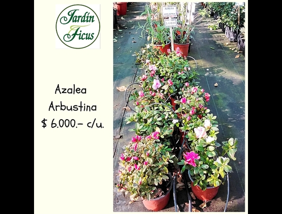 jardinficus les ofrece hermosas Azaleas Arbustinas