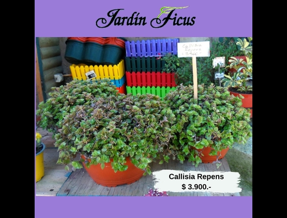 Callisia Repens-Suculenta Trepadora