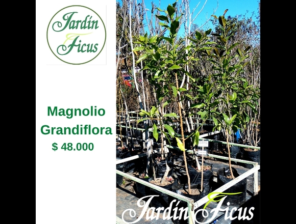 Magnolio Grandiflora