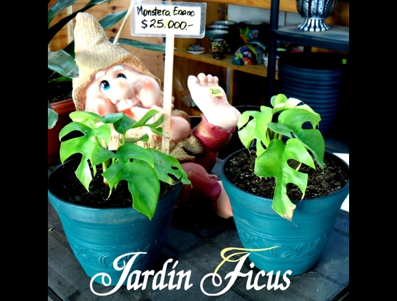 @jardinficus presenta bellos Monstera Enano
