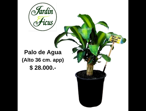 Palo de Agua (alto 36 cms. app.) en Quilpué (Comuna)