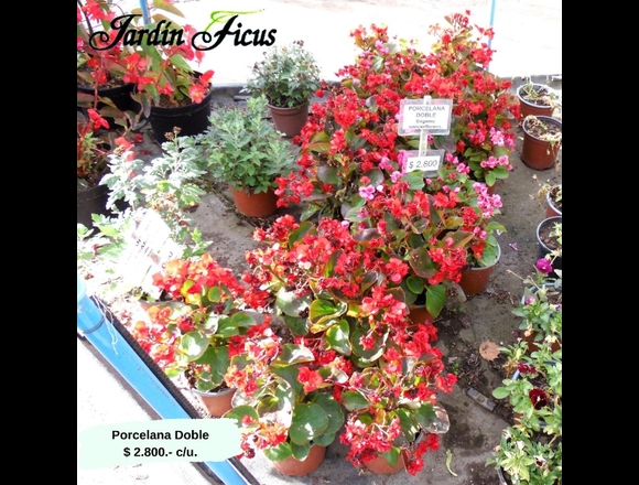 Jardín Ficus Quilpué ofrece hermosas Porcelanas en Quilpué (Comuna)