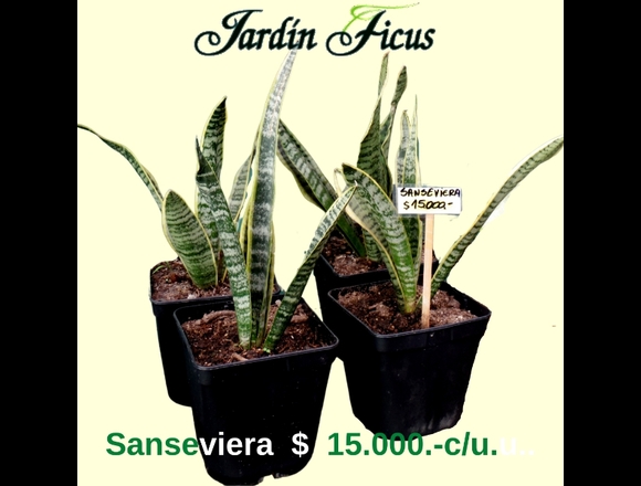 @jardinficus les ofrece bellas Sansevieras