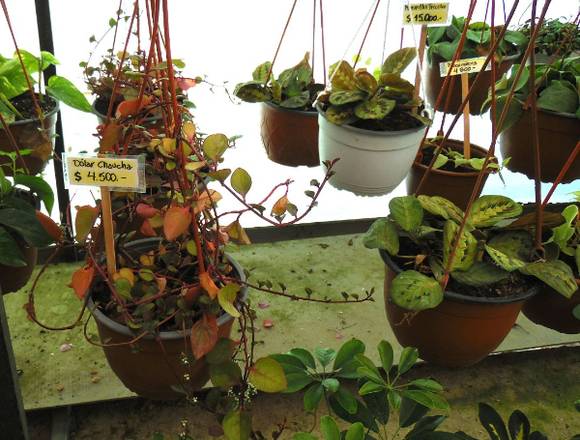 Dólar Chaucha - Jardín Ficus Quilpué en Quilpué (Comuna)