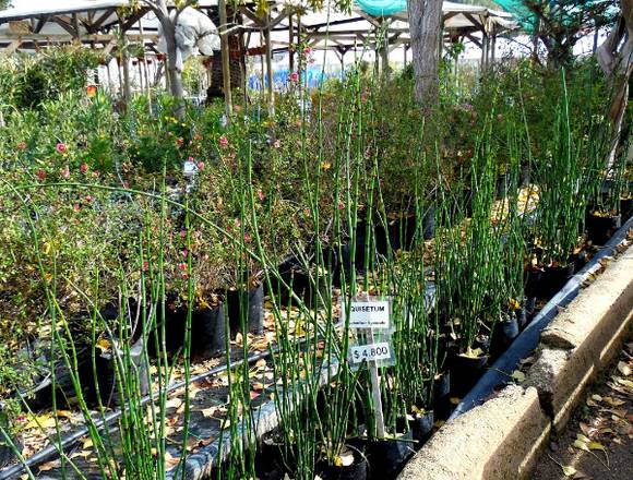 Jardín Ficus Quilpué ofrece bellos Equisetum en Quilpué (Comuna)
