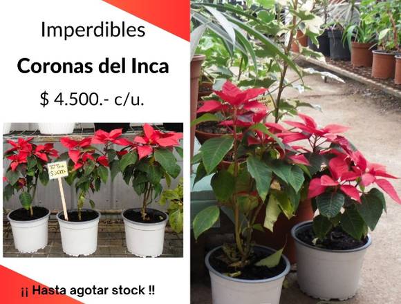 Rudbeckias, Gerberas, Lilium Trio, Corona del Inca en Quilpué (Comuna)