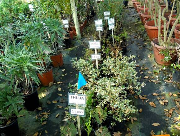 Thuja - Jardín Ficus Quilpué en Quilpué (Comuna)