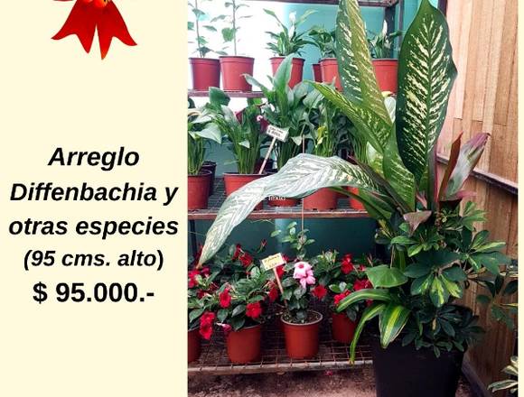 Arreglo "Diffenbachia y otras especies" Navidad. en Quilpué (Comuna)