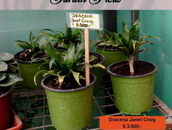 Dracena Janet Craig - Jardín Ficus Quilpué en Quilpué (Comuna)