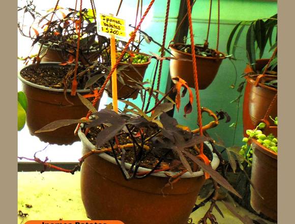 Ipomeas Batatas en Jardín Ficus Quilpué