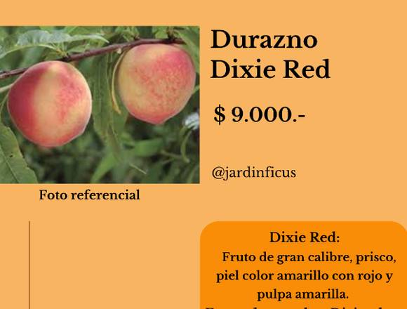 Imperdibles Árboles Durazno Dixie Red Jardín Ficus en Quilpué (Comuna)