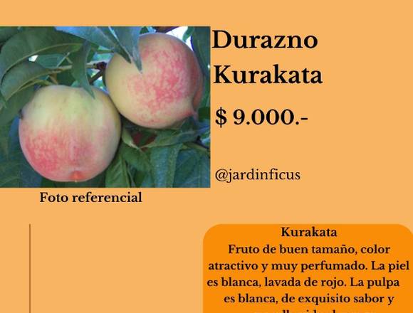 Árboles Frutales de Durazno Kurakata - en Quilpué (Comuna)