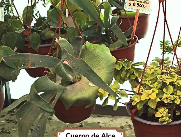 Bellas Plantas Colgantes en Jardín Ficus Quilpué. en Viña del Mar (Comuna)