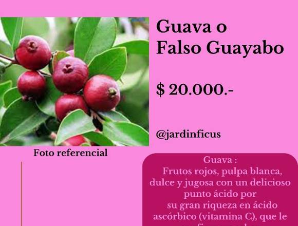 Guava o falso guayabo en Quilpué (Comuna)