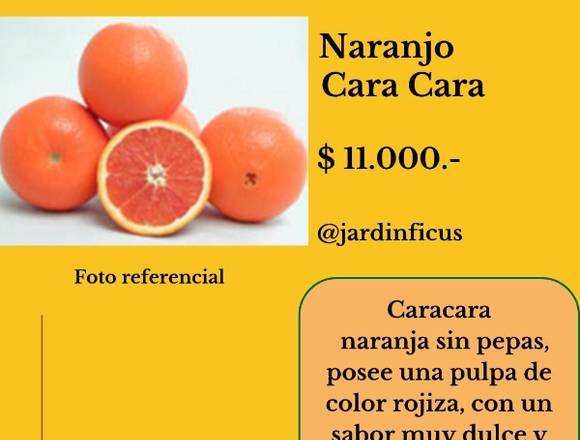 Naranjo Cara Cara - Árboles Frutales Jardin Ficus en Quilpué (Comuna)