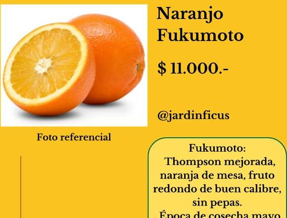 Naranjo Fukumoto - Árboles Frutales Jardín Ficus en Quilpué (Comuna)