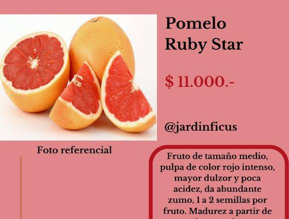 Pomelo Ruby Star-Árbol Frutal en Jardín Ficus en Quilpué (Comuna)