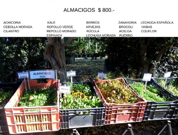 JARDÍN FICUS QUILPUÉ OFRECE VARIEDAD DE ALMÁCIGOS