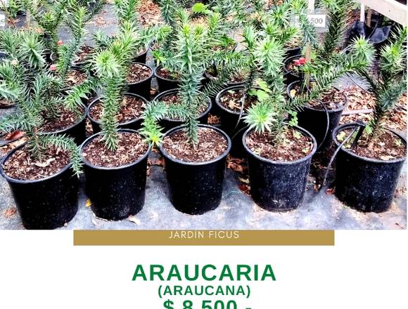 ARAUCARIAS (araucana) en Quilpué (Comuna)