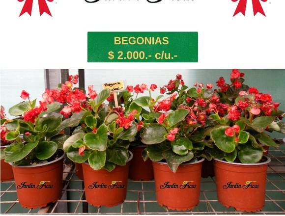 Jardín Ficus les ofrece bellas BEGONIAS en Quilpué (Comuna)