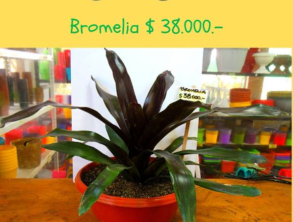Jardín Ficus Quilpué les ofrece hermosa Bromelia