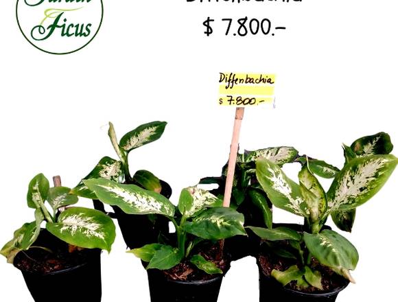 Diffenbachia bella Planta de Interior en Quilpué (Comuna)