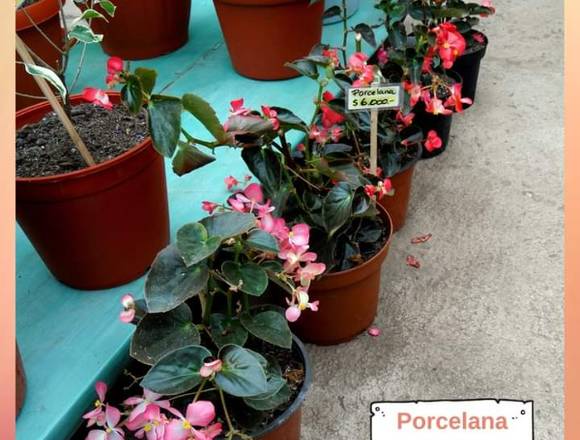 Jardín Ficus les ofrece bellas Porcelanas en Quilpué (Comuna)