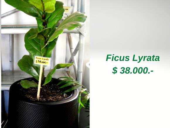 Ficus Lyrata - Jardín Ficus Quilpué en Quilpué (Comuna)