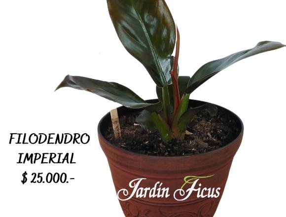 Filodendro Imperial, hermosa planta de interior. en Quilpué (Comuna)