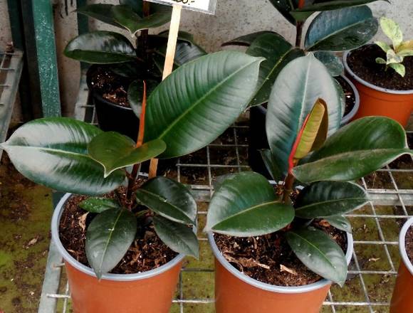 Jardín Ficus ofrece hermosos Gomero Black en Quilpué (Comuna)