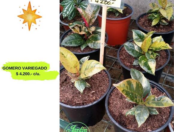 BELLOS GOMERO VARIEGADO LES OFRECE JARDIN FICUS en Quilpué (Comuna)