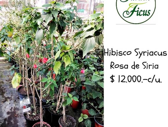 HIBISCO SYRIACUS (Rosa de Siria) en Quilpué (Comuna)