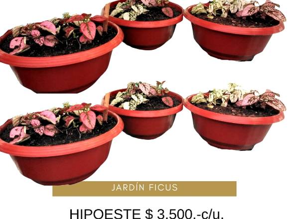 Hipoeste, hermosa planta de interior a $ 3.500.- en Quilpué (Comuna)