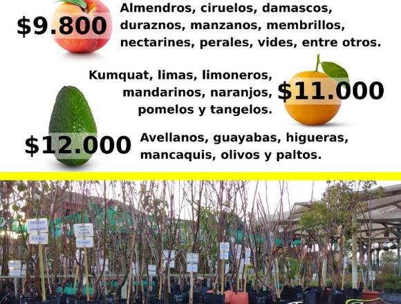 Jardín Ficus Frutales temporada 2023-2024 en Viña del Mar (Comuna)