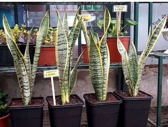 Sansevierias (Lengua de Suegra) en Quilpué (Comuna)