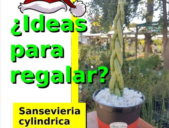 Sansevieria Cylíndrica para esta Navidad en Quilpué (Comuna)