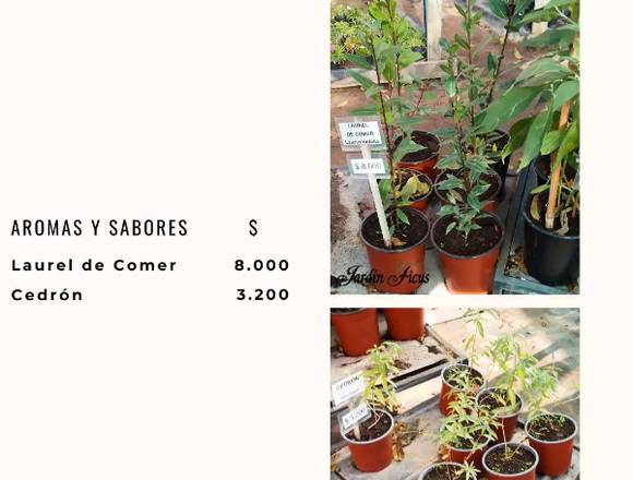 Los mejores Aromas y Sabores están en Jardín Ficus en Quilpué (Comuna)