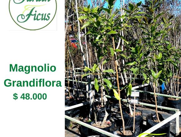 Magnolio Grandiflora en Quilpué (Comuna)