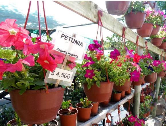 JARDÍN FICUS QUILPUÉ OFRECE HERMOSAS PETUNIAS en Quilpué (Comuna)