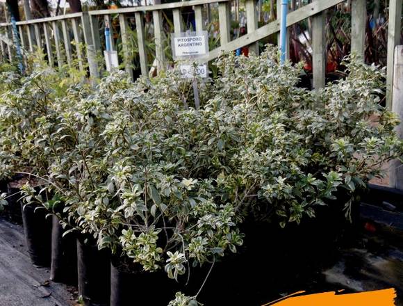 Jardín Ficus - Pitosporo Argentino en Quilpué (Comuna)